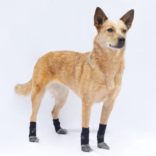 Anti-Slip Socks – Stability and Comfort for Your Dog