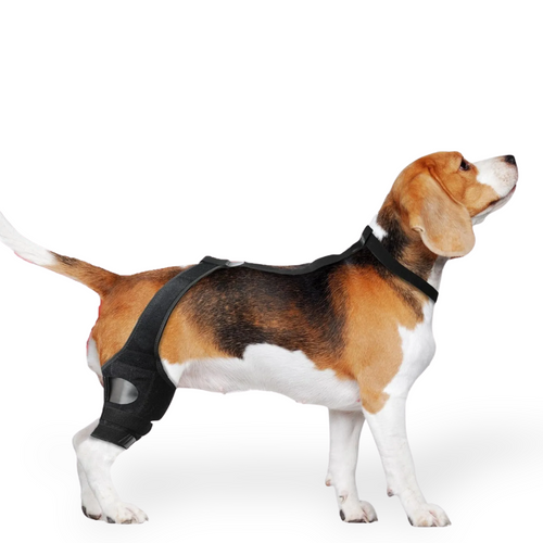Orvitta PawRestore Brace