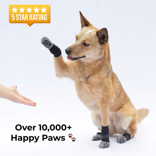 Anti-Slip Socks – Stability and Comfort for Your Dog
