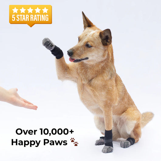 Anti-Slip Socks – Stability and Comfort for Your Dog