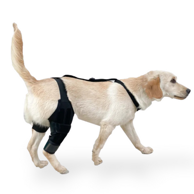 Orvitta PawRestore Brace