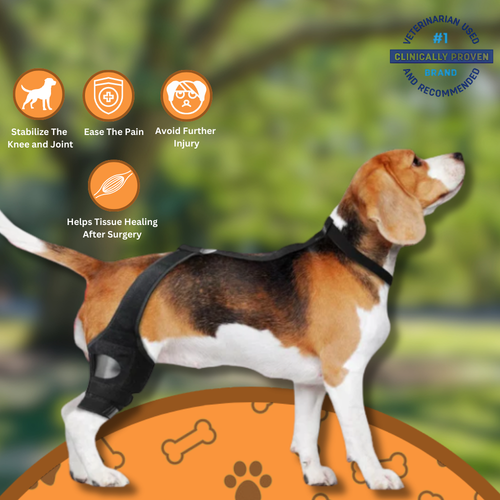 Orvitta PawRestore Brace